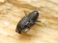 Archarius (Archarius) pyrrhoceras