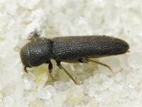 Melasis buprestoides