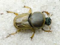 Euoniticellus fulvus