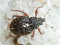 Rhinoncus leucostigma