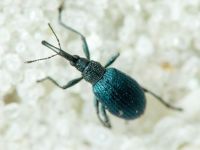 Cyanapion columbinum