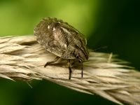 Eurygaster testudinaria