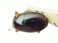 Paromalus seminulum