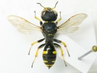 Hymenoptera