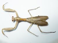 Mantidae