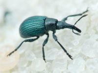Loborhynchapion amethystinum