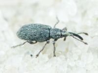 Ceratapion (Angustapion) austriacum