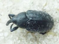 Larinus (Phyllonomeus) jaceae