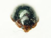 Agaricophilus reflexus