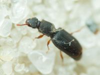 Monotoma brevicollis