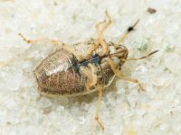 Neottiglossa leporina