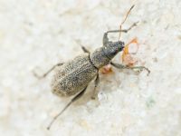 Polydrusus (Eurodrusus) inustus