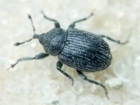 Rhinusa linariae