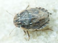 Menaccarus (Oploscelis) arenicola