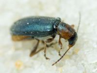 Orsodacne humeralis
