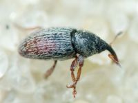 Tychius