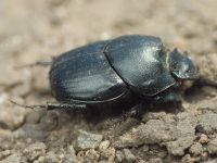 Onthophagus vitulus