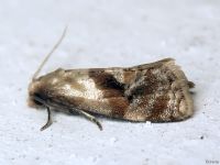 Phalonidia manniana