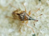 Nanophyinae