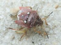 Stagonomus amoenus