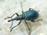 Loborhynchapion amethystinum