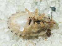 Sciocoris macrocephalus