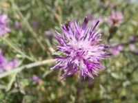 Centaurea stoebe