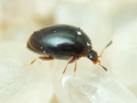 Orthoperus