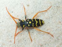 Cerambycidae