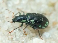 Curculionidae