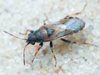 Heterogaster artemisiae