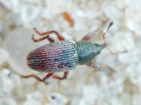 Tychius