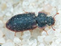Colobicus hirtus