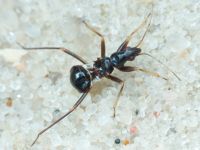 Himacerus mirmicoides