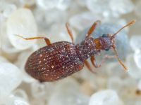 Stephostethus angusticollis