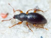 Exomias pellucidus