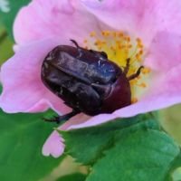 Coleoptera