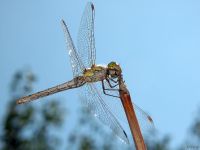 Sympetrum striolatum