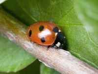 Coccinella septempunctata