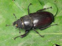 Lucanus cervus