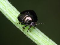 Coptosoma scutellatum