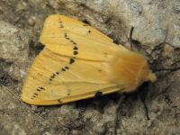 Spilosoma lutea