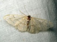 Geometridae