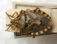 Codophila varia