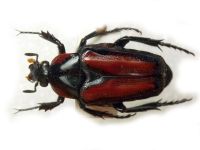 Scarabaeidae