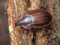Phosphuga atrata