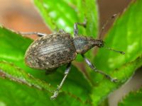 Liophloeus tessulatus