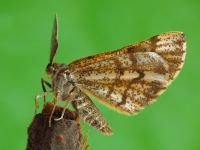 Bupalus piniaria