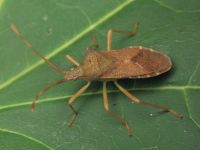 Gonocerus acuteangulatus