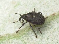 Glocianus punctiger